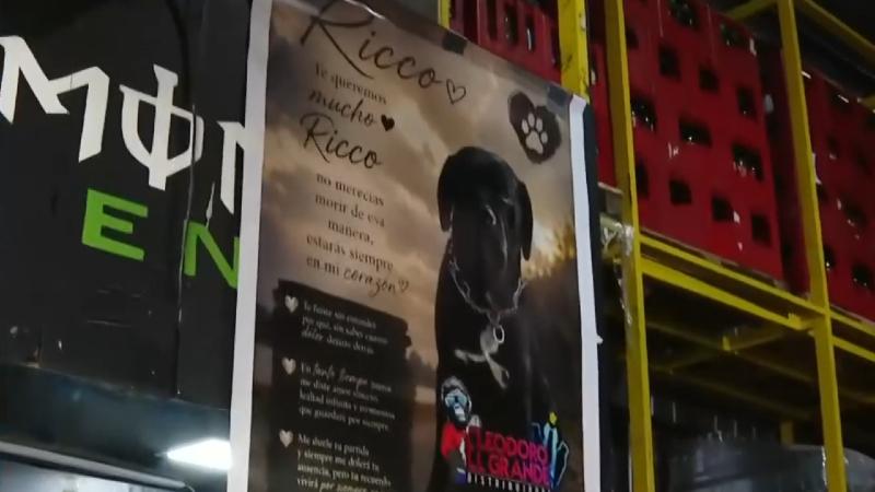 Tu Día - Perro defendió a víctima de asalto en Cerro Navia y lo mataron