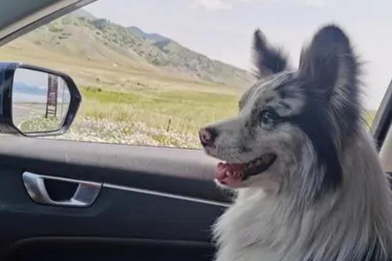 Douyin - Perrito influencer