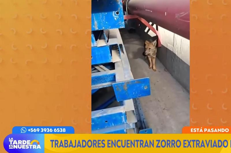 T13 - Hallan zorro extraviado en empresa en Cerrillos