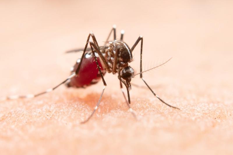 Aedes aegypti es uno de los principales vectores del dengue - Freepik