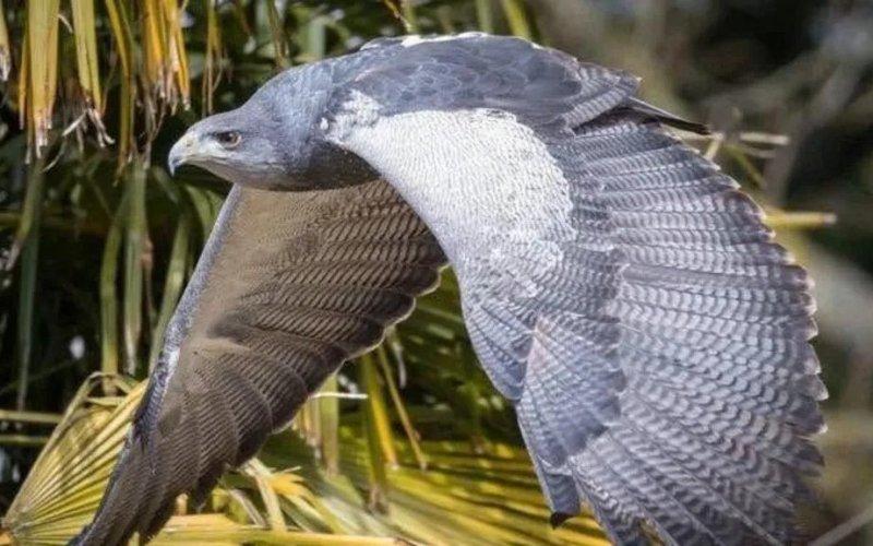 Águila chilena moviliza una intensa búsqueda en Reino Unido: "Esto no sucede muy a menudo” - Centro de Aves Rapaces de Huxley