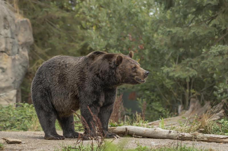 Freepik - Oso "extremadamente inteligente" sigue a la fuga en Japón tras herir a cuatro personas