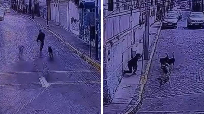 Turista fue atacado por jauría de perros en Valparaíso - T13