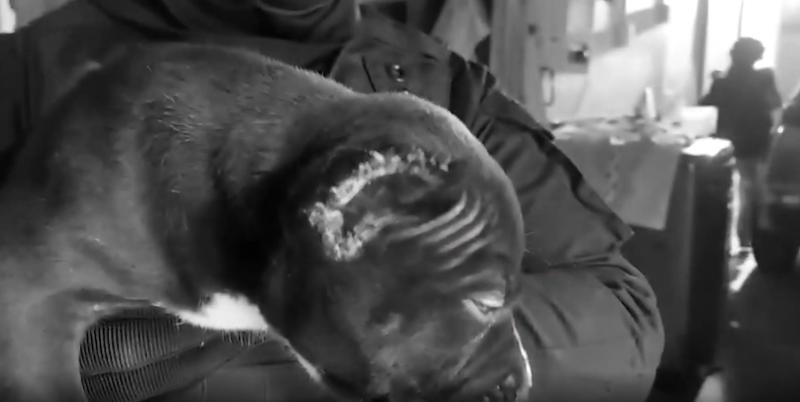 Un perro ya había sido amputado - PDI