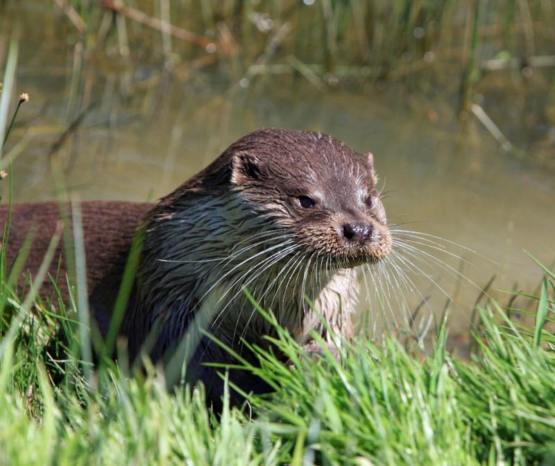 Pexels - Nutria (referencial)