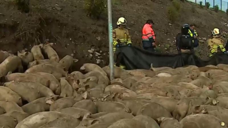 Tu Día - Camión vuelca en Talagante: llevaba cerca de 400 cerdos en su interior
