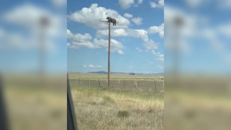 Redes sociales - Oso trepó hasta la cima de un poste eléctrico