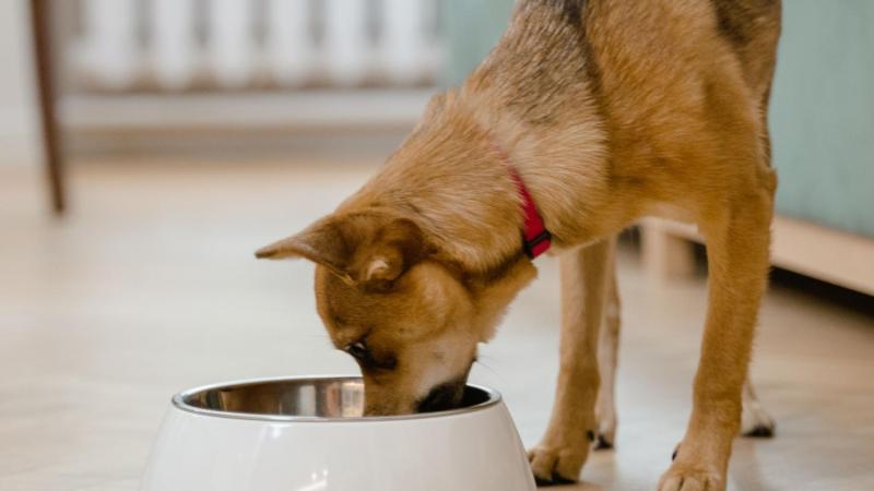 Pexels- Recomiendan cómo debe ser la alimentación de perros y mascotas tras polémico video de Josefa Sáez