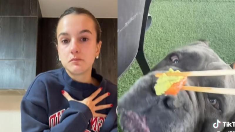 TikTok - Diputado Videla anuncia denuncia contra influencer Josefa Sáez por eventual maltrato animal