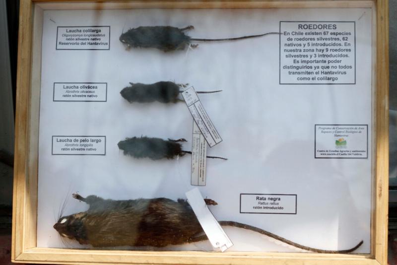 Agencia Uno - El ratón de cola larga es el transmisor del hantavirus en Chile