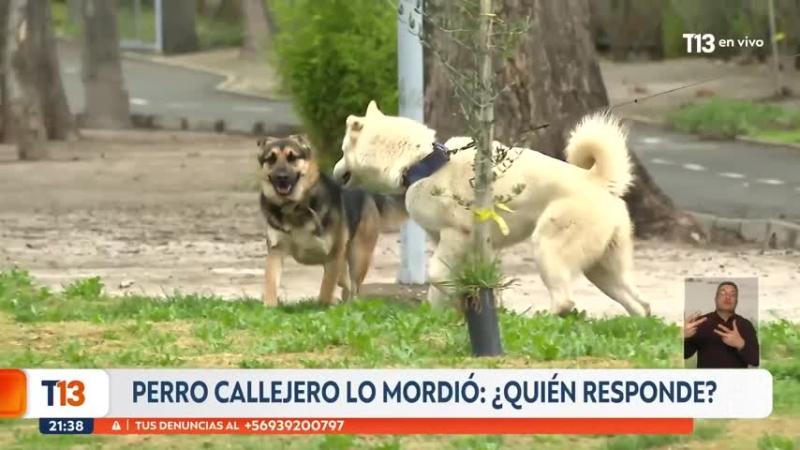 "Nadie se mete con mi hijo": hombre denuncia mordida de perro callejero y agresión de persona en situación de calle tras incidente con mascota