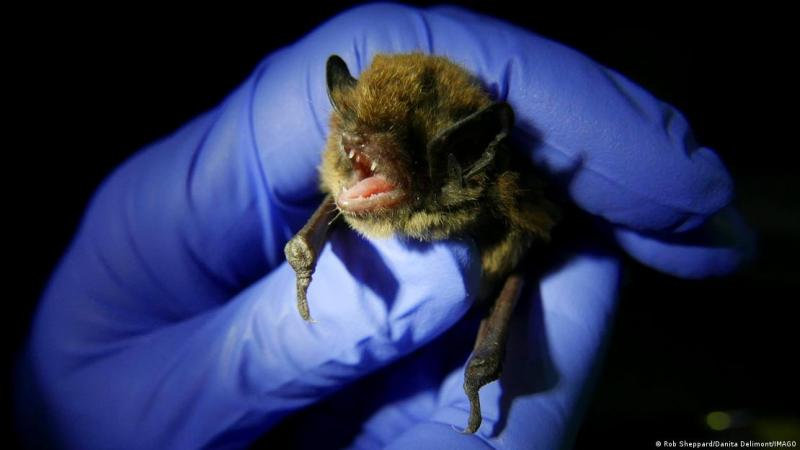 Los murciélagos plateados son responsables de la mayoría de los casos de rabia en Canadá, aunque se desconoce qué especie estuvo implicada en este caso | Rob Sheppard/Danita Delimont/IMAGO