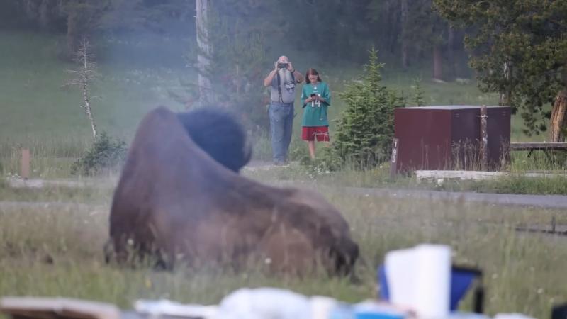 VIDEO | Hombre fue violentamente embestido por un bisonte: lo lanzó a más de 2 metros de altura - Captura registro del ataque en X Mollyploofkins