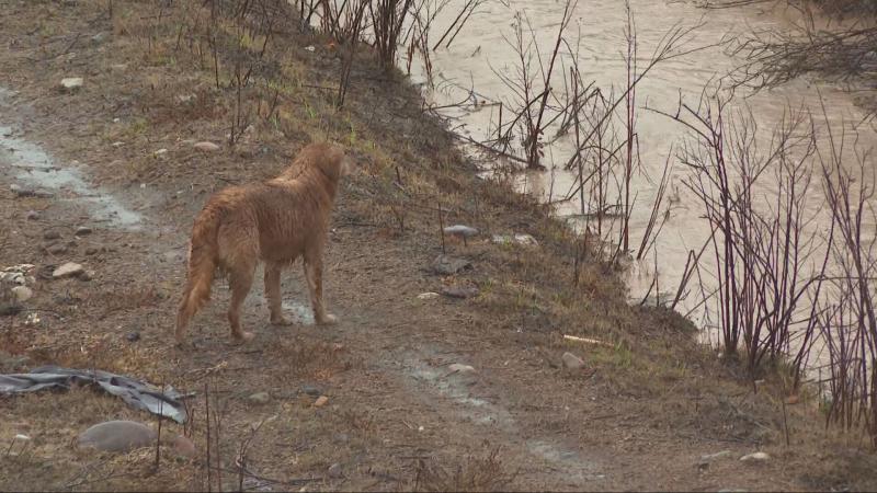 Rescate de perros en el río Elqui - T13
