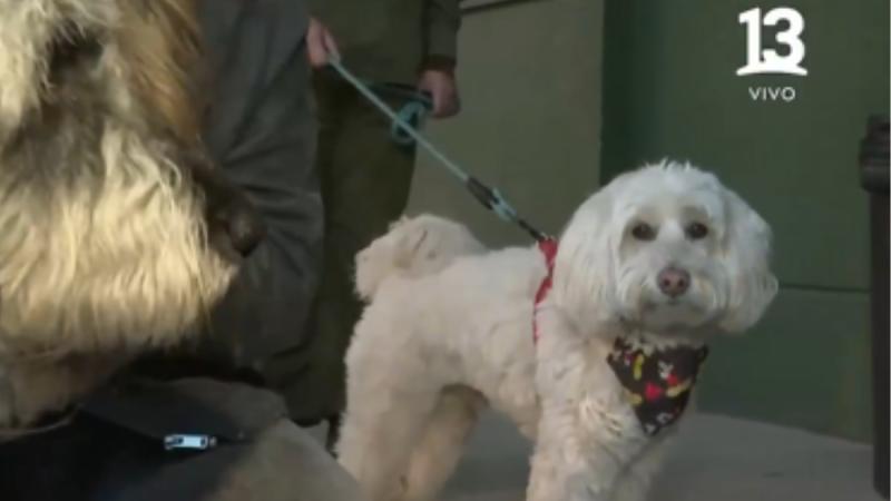 Encuentran auto abandonado con tres perros en Santiago - Tu Día