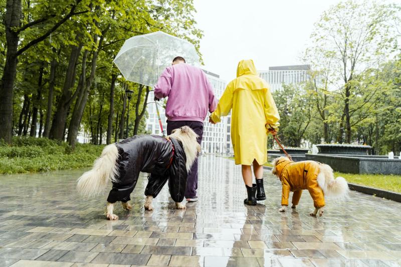 Pexels - ¿Cómo hacerlo con las necesidades de las mascotas en días de lluvia?