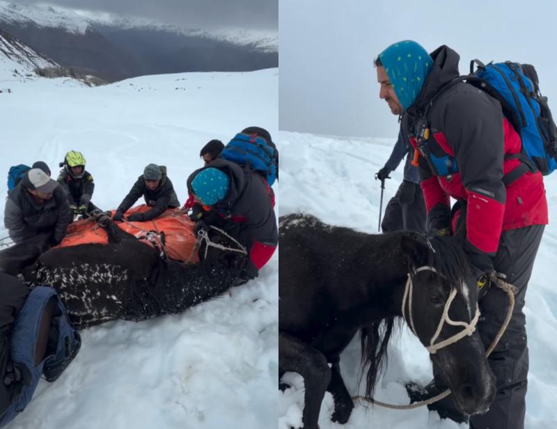 Pangal Andrade lideró rescate de 12 caballos en la nieve: yegua de 30 años se salvó gracias a un trineo improvisado