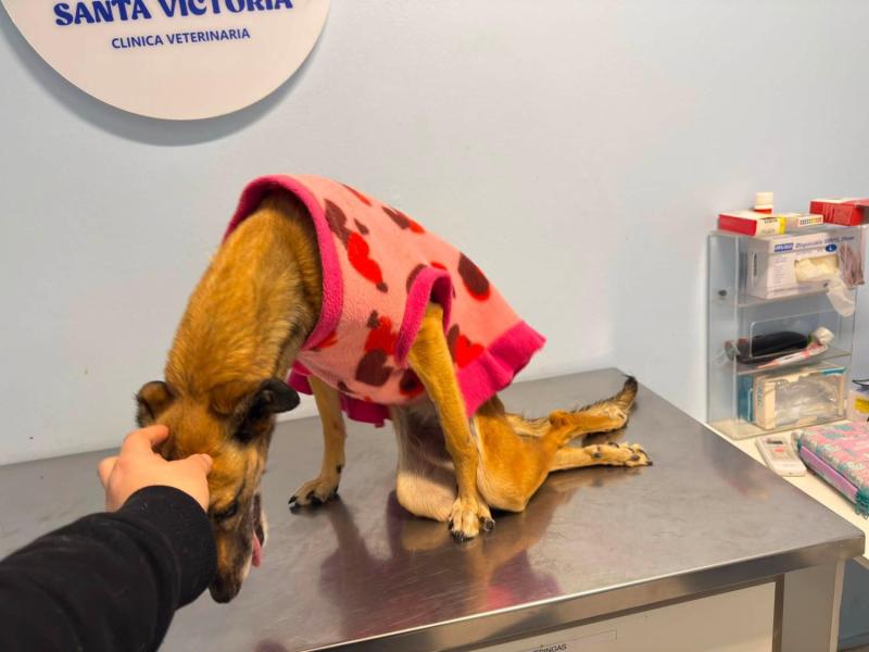 Tuvieron que dormirla: Denuncian a contratista de Aguas Andinas por golpear a perrita en Peñalolen - Facebook