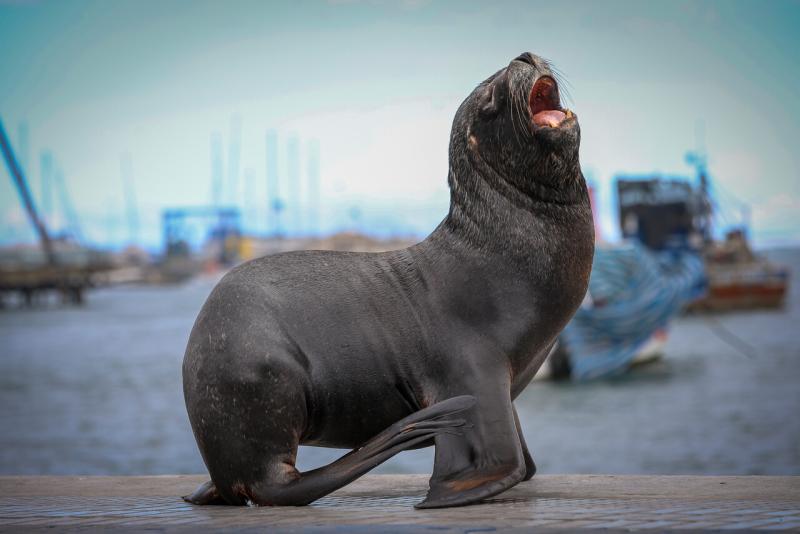 Lobo marino - AUNO