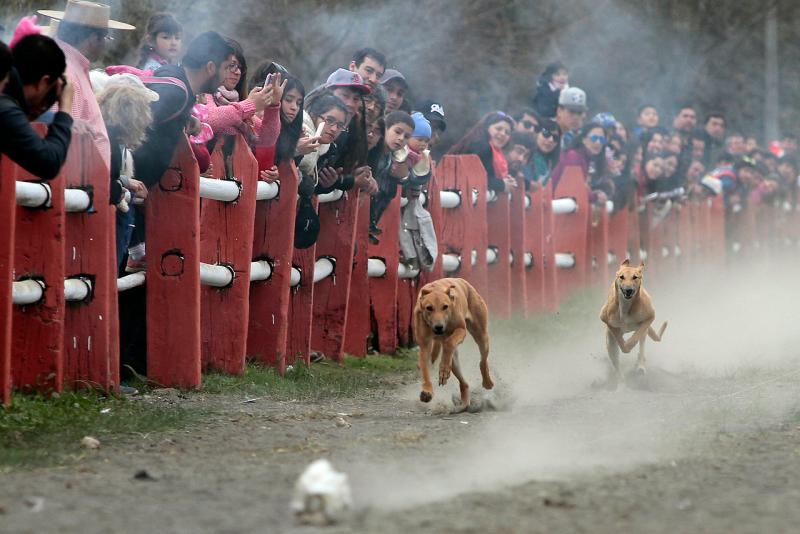 Agencia Uno (archivo) - Carreras de galgos
