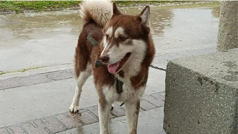 Facebook - Inédito fallo para Lucas: el perro que consiguió una pensión alimenticia tras el divorcio de sus dueños en México