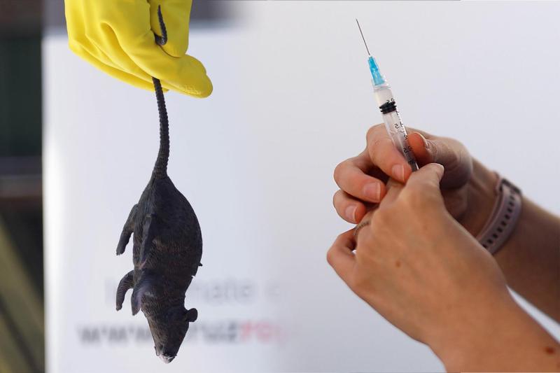 Menor habría muerto tras contagio de hantavirus en un campamento en Rengo - Agencia Uno