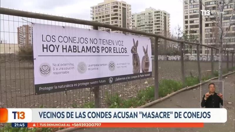 Vecinos denuncian "masacre" de conejos en Las Condes: retroexcavadoras destruyeron sus madrigueras