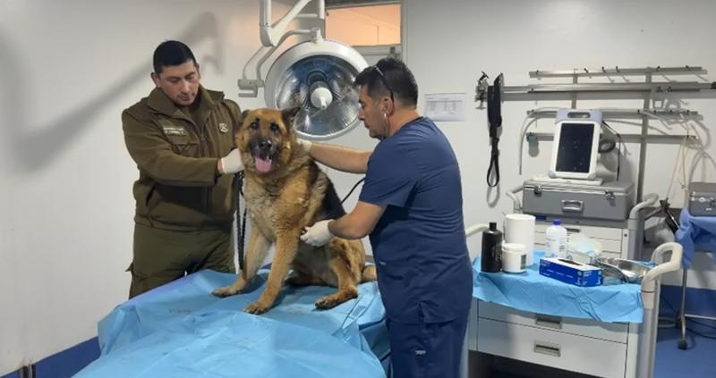 Carabineros detiene a mujer por maltrato animal tras denuncia viral en Maipú