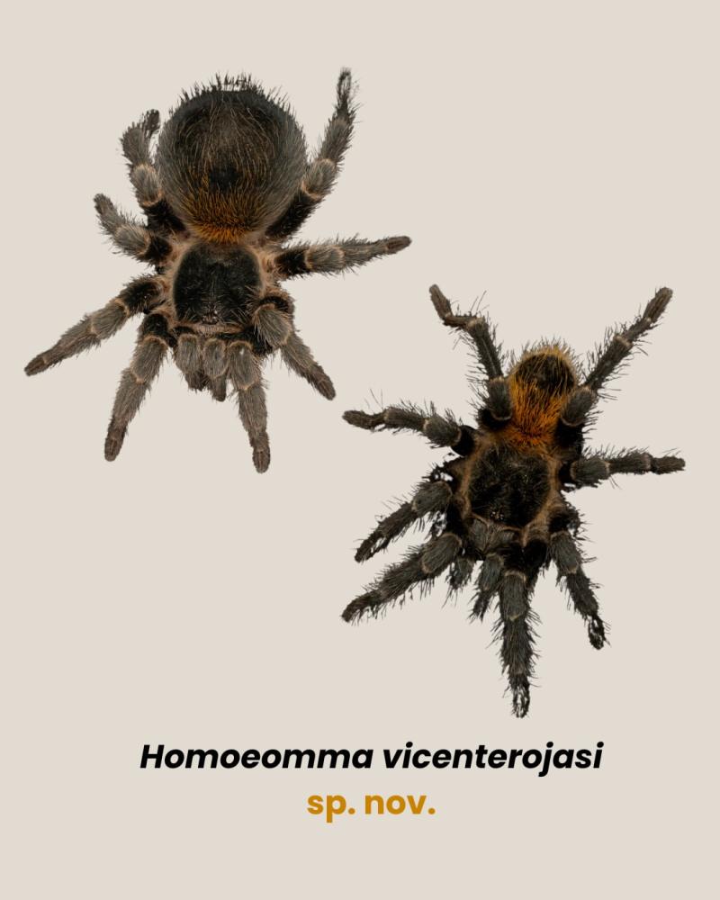Niño chileno encontró una tarántula cuando tenía 5 años y ahora una nueva especie lleva su nombre - uakari.esp