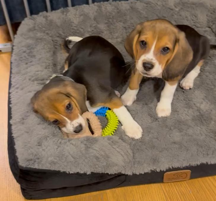 Genetista alérgico a los perros creó cachorros "hipoalergénicos" mediante edición genética - Instagram mattwalkerfromcanada