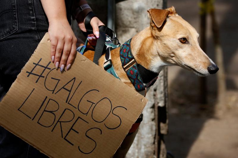 Perro galgo - ATON