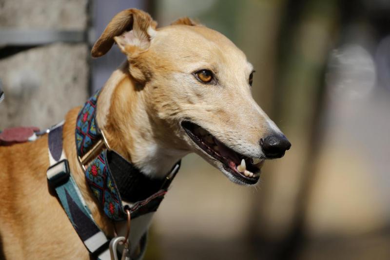 Aton - Por 80 votos a favor: Cámara de Diputados aprueba prohibición de carreras de perros en Chile
