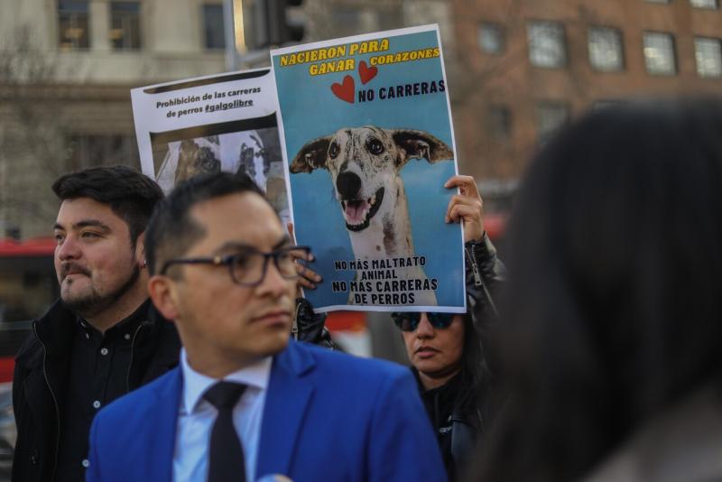 Agencia Uno - Proyecto que prohibe carreras de perros galgos en Chile