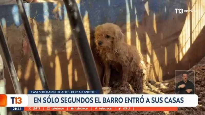 Matan a escopetazos a hombre que robaba hortalizas en Cerro Navia: Autor sería hijo del cuidador del predio