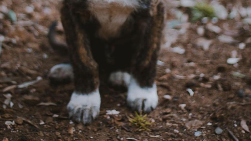Pexels - Maltrato animal (referencial)