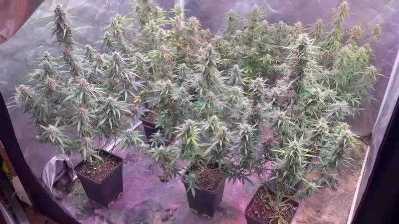 Dijo que tenía un dispensario autorizado: detienen a hombre con cultivo “indoor” de cannabis en Quinta Normal