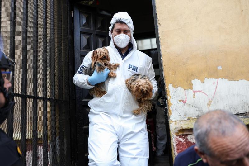 Desbaratan criadero clandestino de perros en Santiago - Agencia Uno