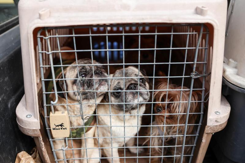 Desbaratan criadero clandestino de perros en Santiago - Agencia Uno