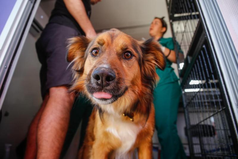 Adiós a la regla de los siete años: La ciencia propone una nueva fórmula para calcular la edad real de un perro - Agencia Uno