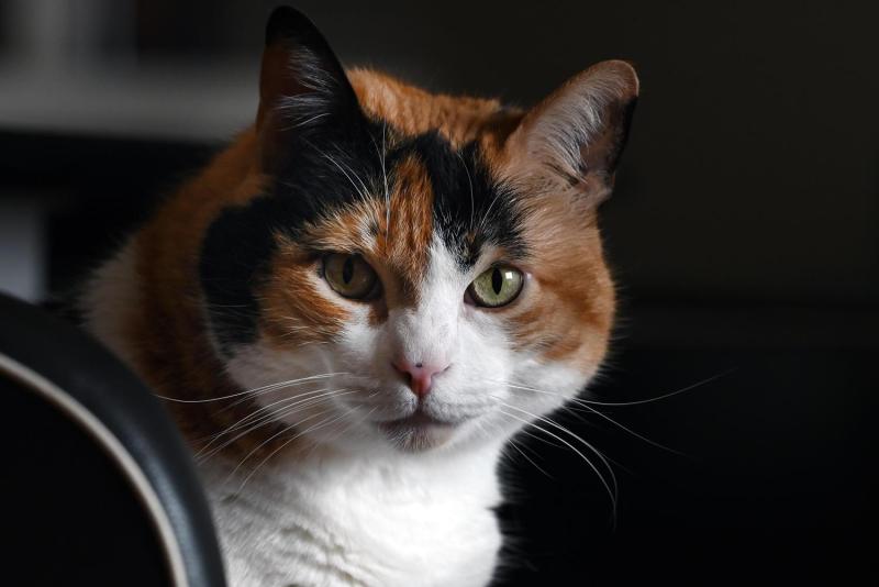 Declaran culpable a hombre por maltrato animal tras patear a la gata de su expareja: mascota tuvo que ser eutanasiada - Referencial Agencia Uno