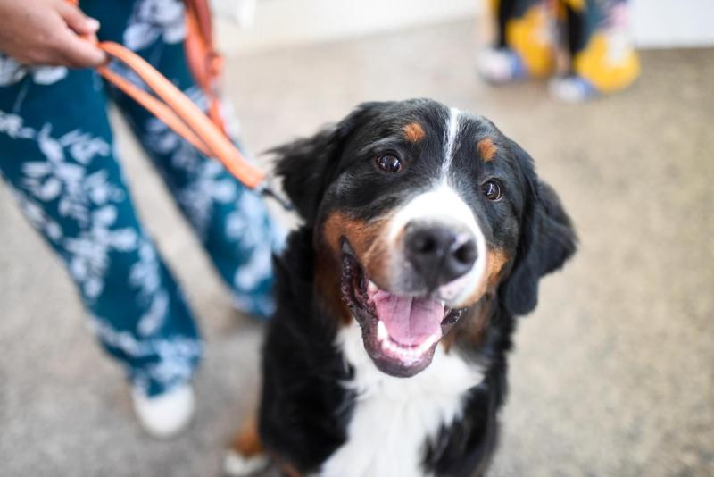 El promedio de mascotas ya supera al de hijos en los hogares chilenos - Agencia Uno