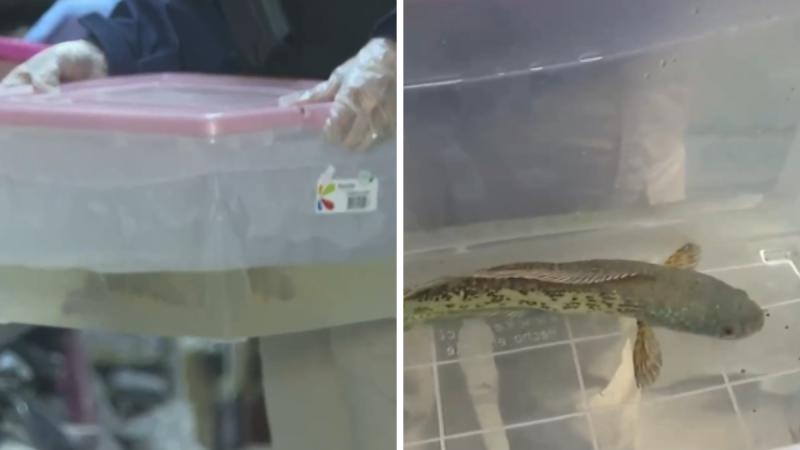 Así es el pez cabeza de serpiente, la peligrosa especie incautada - T13