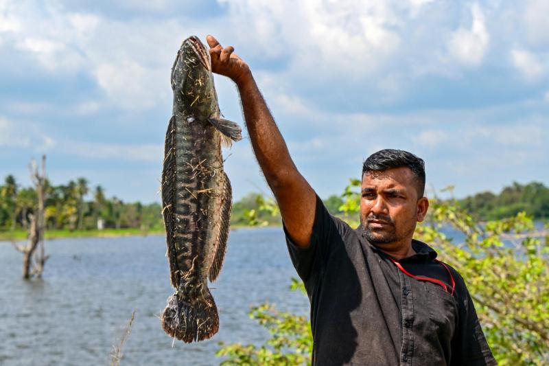 Así es el pez cabeza de serpiente, la peligrosa especie incautada - AFP