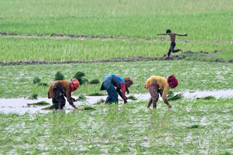 AFP - Producción de arroz