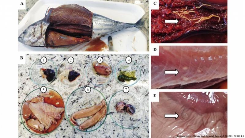 El interior de un atún listado, al descubierto: la imagen muestra el ejemplar tras la necropsia (A), sus órganos internos (B), y los tres parásitos hallados entre esos tejidos: "Rhadinorhynchus sp." (C), larvas de "Trypanorhyncha" (D) y "Anisakis sp." (E). Imagen: Aquino et al./Ocean and Coastal Research (2026), CC BY 4.0