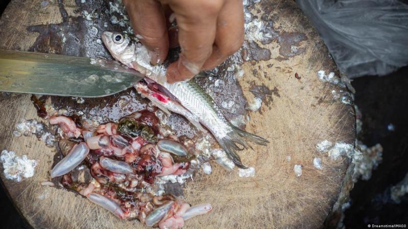 La evisceración rápida, una de las claves recomendadas para reducir el riesgo de parásitos en el pescado (foto de referencia). Imagen: Dreamstime/IMAGO