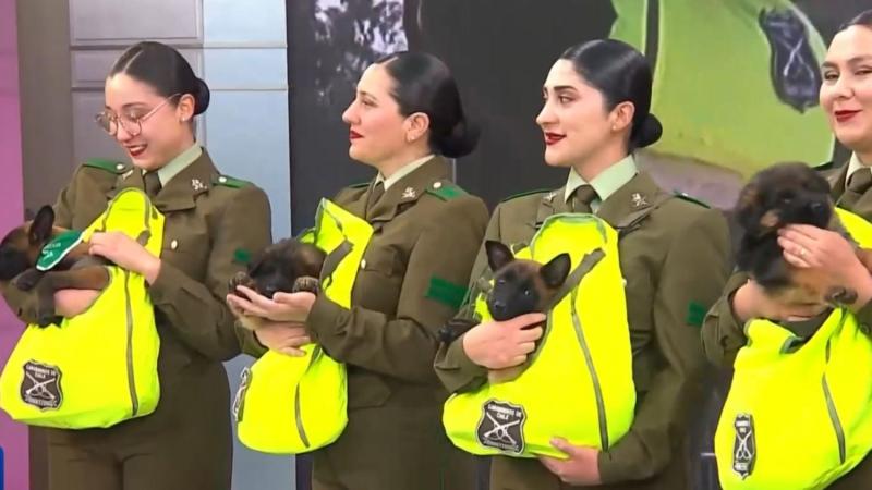 T13 Finde - Cachorros de Carabineros previo a Parada Militar 2026