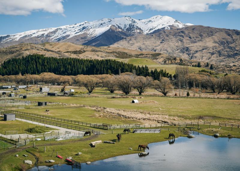 Voluntariado ofrece alojamiento gratis en Nueva Zelanda - Kind Farm