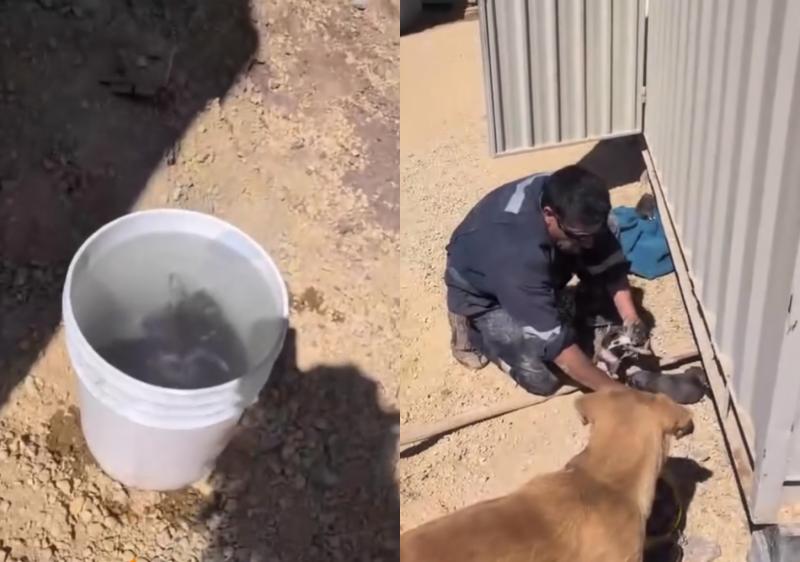 Condenan a un hombre por maltrato animal tras ahogar a cinco cachorros en un balde en Tierra Amarilla - Instagram @ciudadanovideladiputado