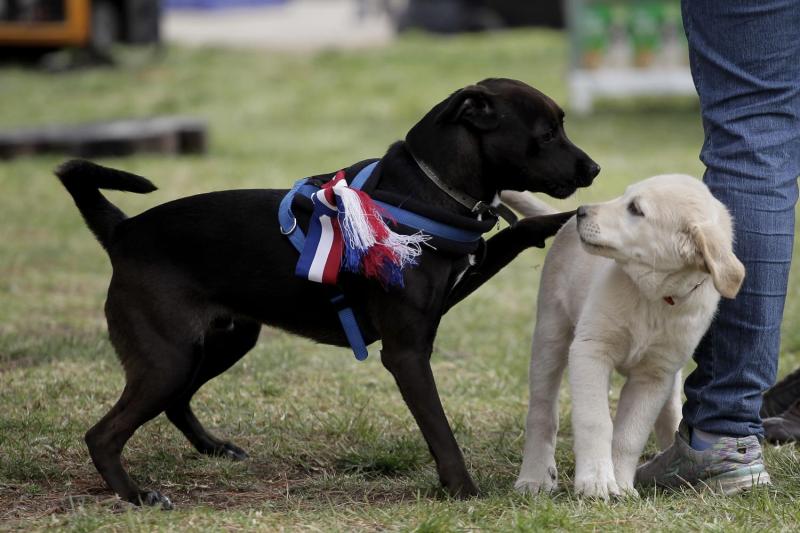Agencia Uno - Mascotas en fondas durante Fiestas Patrias